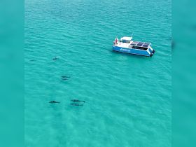 A group of dolphins swims gracefully in the clear turquoise waters, with a boat nearby, showcasing a perfect wildlife encounter in a tropical paradise.