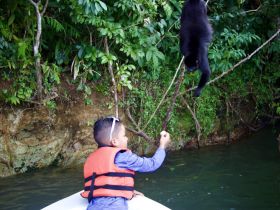 A child interacts with a monkey while on a boat, showcasing a unique wildlife experience in a lush natural setting.