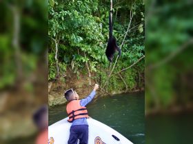 A child interacts with a monkey hanging from a branch in a lush jungle setting, showcasing a unique wildlife encounter during a boat trip.