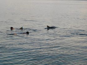 A thrilling encounter as snorkelers swim alongside a dolphin in tranquil waters, showcasing the beauty of marine wildlife interactions.