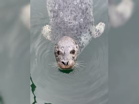A close-up of a curious seal swimming in calm waters, showcasing its playful nature and unique features — a delightful encounter with marine wildlife.