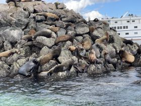 A lively group of seals basking on a rocky outcrop, showcasing the vibrant marine life in the area. Perfect for wildlife enthusiasts and nature lovers.
