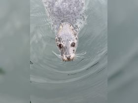 A close-up shot of a curious seal swimming in calm waters, showcasing its expressive features and whiskers — a delightful encounter with marine wildlife.