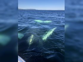 A stunning view of whales swimming beneath the surface, showcasing their majestic tails in the clear blue waters — a remarkable wildlife encounter.