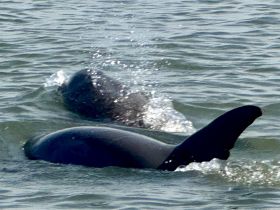 Two dolphins swim gracefully in the water, showcasing the beauty of marine wildlife — a captivating sight for nature lovers and boaters alike.