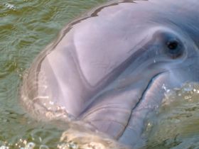 A close-up view of a dolphin swimming gracefully in clear waters, showcasing the beauty of marine wildlife.