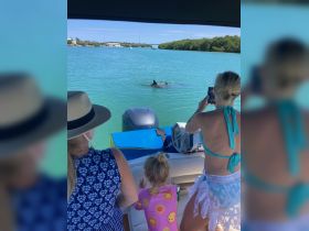 A group of people, including a child, excitedly observes dolphins swimming nearby, capturing the moment on camera — a memorable wildlife encounter in a beautiful aquatic setting.