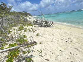 A serene beach scene featuring sandy shores and coastal vegetation, perfect for nature lovers and beachgoers seeking tranquility.