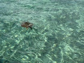 A serene view of a turtle swimming gracefully in crystal-clear waters, showcasing the beauty of marine wildlife in its natural habitat.