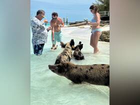 Guests interact with swimming pigs in shallow waters, creating a memorable wildlife experience in the Bahamas.