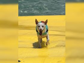 A playful dog enjoys splashing around on a floating mat in shallow water, showcasing the fun of pet-friendly boating adventures.