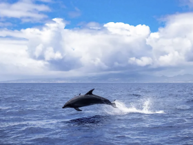 A stunning capture of a dolphin leaping out of the ocean, showcasing the beauty of marine life in its natural habitat.