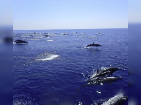 A stunning display of dolphins swimming and leaping in the open ocean, showcasing the beauty of marine wildlife in their natural habitat.