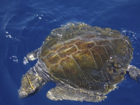 A stunning close-up of a sea turtle swimming gracefully in deep blue waters, showcasing the beauty of marine wildlife.