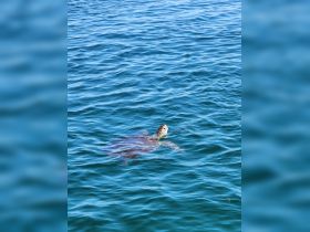 A serene view of a turtle swimming gracefully in clear blue waters, showcasing the beauty of marine wildlife.