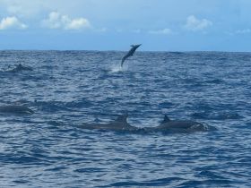 A stunning moment captured as a dolphin leaps out of the water, showcasing the beauty of marine wildlife in their natural habitat.