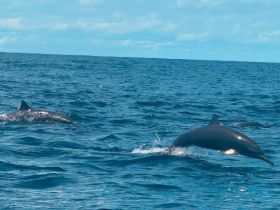 A stunning capture of dolphins swimming in the open ocean, showcasing the beauty of marine wildlife in their natural habitat.
