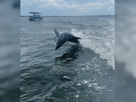 A dolphin leaps gracefully out of the water alongside a boat, showcasing the beauty of marine wildlife in its natural habitat.
