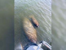A serene moment captured with two manatees swimming gracefully in the water, showcasing the beauty of wildlife encounters in their natural habitat.