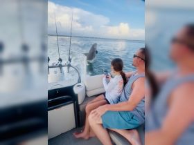 A dolphin leaps out of the water near a family enjoying a boat ride, capturing a magical moment of wildlife interaction on the water.