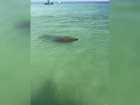 A serene view of a manatee swimming in clear waters, showcasing the beauty of marine wildlife in their natural habitat.