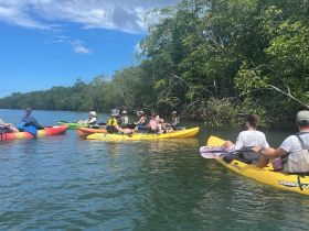 A lively group enjoys kayaking through mangroves, showcasing the beauty of outdoor adventures and nature exploration.