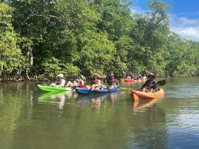 A vibrant group of kayakers navigates through lush mangroves, enjoying a scenic outdoor adventure. Perfect for nature lovers and those seeking unique experiences on the water.