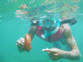 A snorkeler explores the underwater world, holding an octopus in clear turquoise waters — a captivating moment of marine wildlife interaction.
