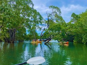 A group of kayakers navigates through a serene mangrove area, surrounded by lush greenery and tranquil waters — a perfect adventure for nature lovers.