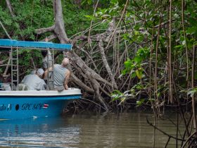 A group of explorers on a boat observes the lush mangrove surroundings, highlighting the beauty of nature during their adventure.
