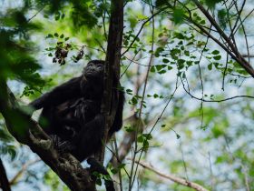 A striking image of a monkey perched on a tree branch, showcasing the beauty of wildlife in its natural habitat.