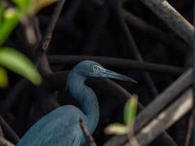 A stunning close-up of a heron nestled among mangrove roots, showcasing the beauty of wildlife in its natural habitat.