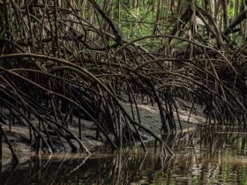 A close-up view of mangrove roots reflecting in the water, showcasing the intricate ecosystem of coastal wetlands.