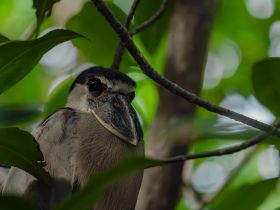A close-up shot of a bird nestled among green foliage, showcasing the beauty of wildlife in its natural habitat.