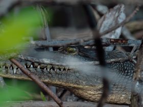 A close-up view of a crocodile camouflaged among branches, showcasing its sharp teeth and intricate scales — a fascinating glimpse into wildlife.