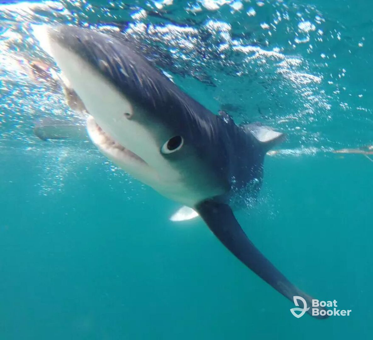 Bounty Hunter Shark Adventures