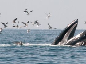 Charter Image