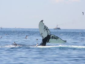 A stunning close-up of a whale's tail as it dives into the ocean, showcasing the beauty of marine wildlife in its natural habitat.