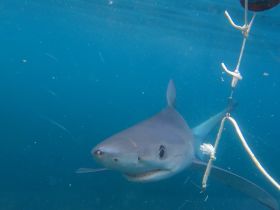 A close-up shot of a shark swimming in clear blue waters, showcasing the beauty and intrigue of marine wildlife.