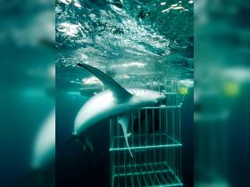 An exhilarating close-up of a shark swimming near a diving cage, showcasing the thrill of cage diving experiences in the ocean.