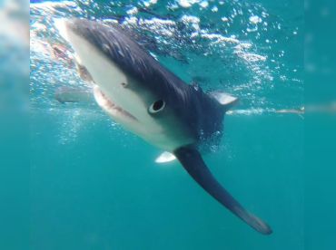 Bounty Hunter Shark Adventures