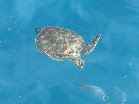 A beautiful sea turtle glides through clear blue waters, showcasing the stunning marine life found in tropical destinations.