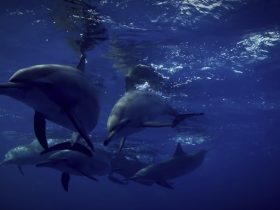 A captivating underwater scene featuring a pod of dolphins swimming gracefully through the deep blue ocean — a stunning wildlife encounter.