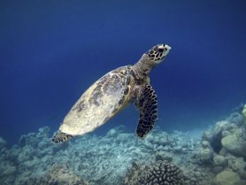A stunning underwater shot of a turtle gracefully swimming over a vibrant coral reef, showcasing the beauty of marine wildlife.