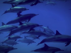 A mesmerizing underwater scene featuring a pod of dolphins swimming gracefully through the blue ocean, showcasing the beauty of marine wildlife.