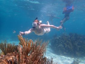 A snorkeler explores vibrant coral reefs while swimming with colorful fish, showcasing the beauty of underwater adventures in tropical waters.
