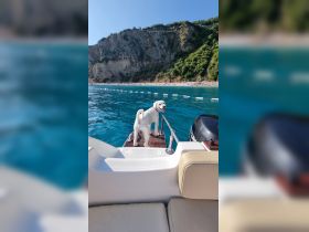 A playful dog enjoys the sunny day on the boat, ready for a swim in the clear turquoise waters — a perfect companion for aquatic adventures.