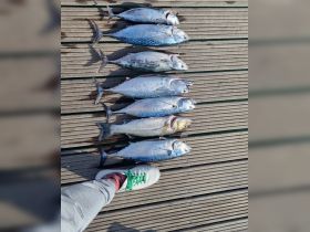 A successful fishing trip showcased with a catch of fresh fish laid out on the deck, highlighting the thrill of angling adventures.