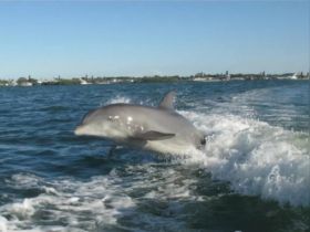 A playful dolphin leaps out of the water, showcasing its agility and grace — a captivating moment in marine wildlife observation.