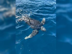 A majestic sea turtle gracefully swims through the clear blue waters, showcasing the beauty of marine wildlife.